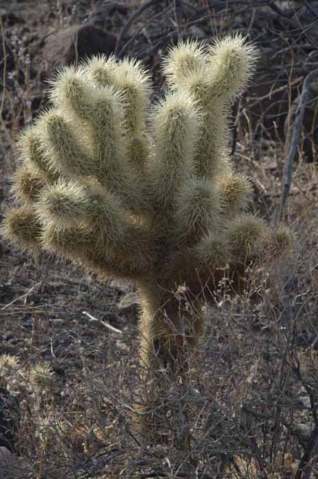 The Teddybear Cholla
